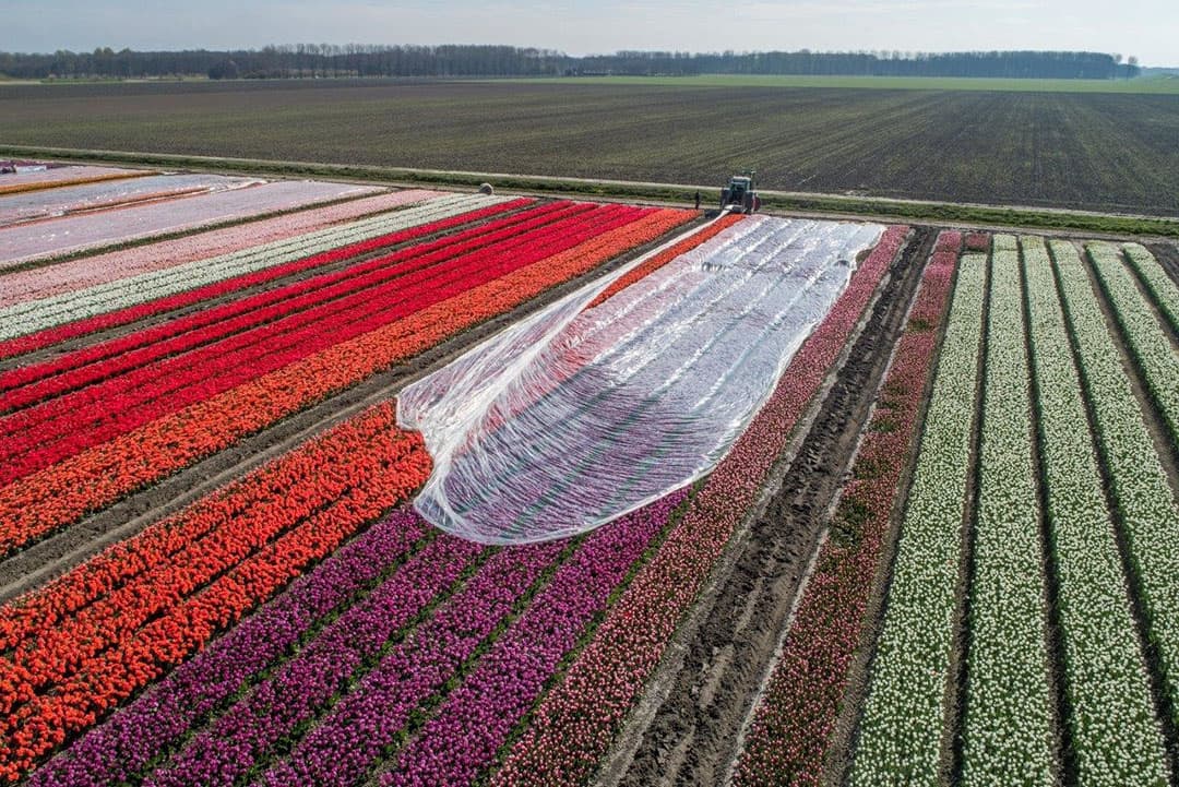 Het is wonderbaarlijk hoe sterk de bloeiende tulpen zijn dat het plastic er nu strak overheen ligt. Stormachtige wind geeft hier en daar wel schade aan de folie wat bij regelmaat wordt gecontroleerd en weer vastgelegd moet worden.