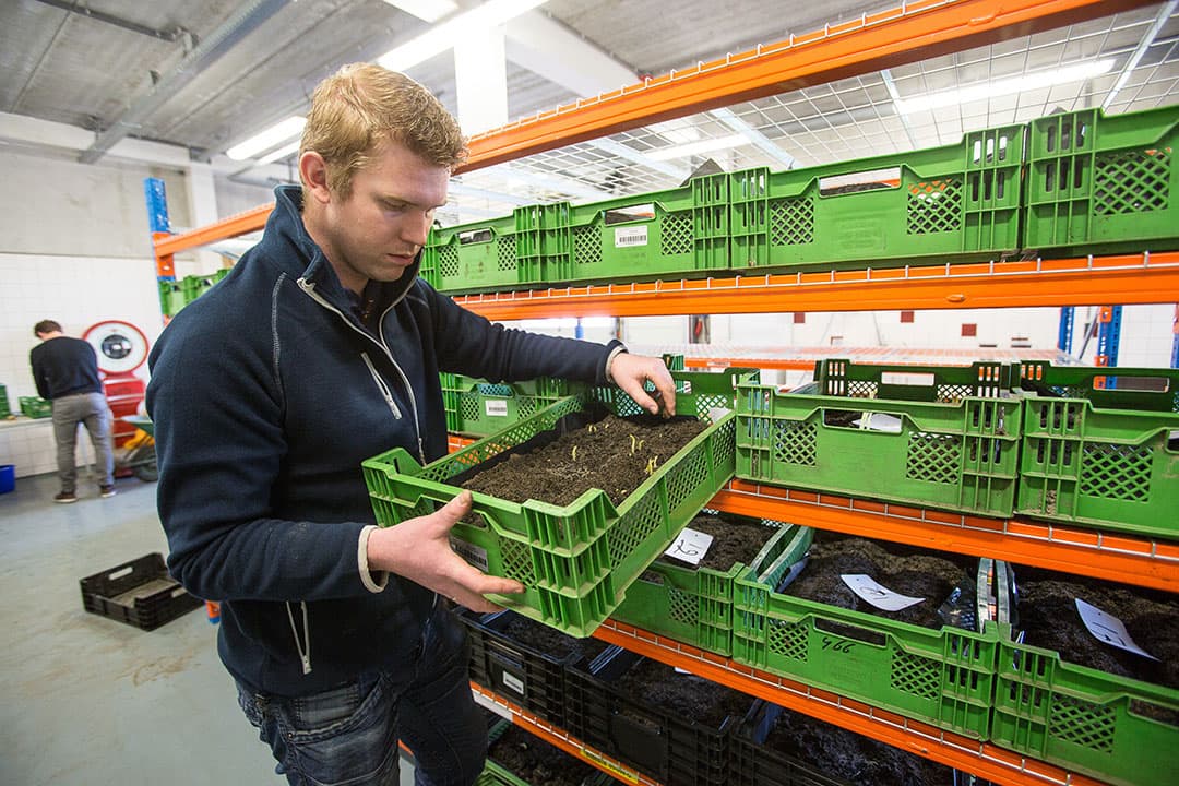 Planten van de knollen in de kiembak. Er gaan minimaal 10 knollen in een bak. Van Iperen heeft een speciale ruimte ingericht voor de kiemproef. De geconditioneerde omstandigheden zijn optimaal.