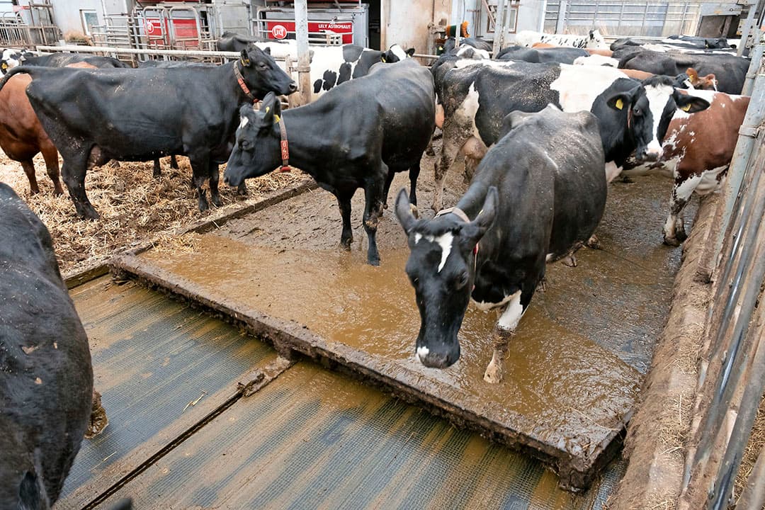 Voorin de stal staan twee Lely A4-melkrobots. Slager is er erg tevreden over. De machines zijn technisch degelijk en als er al wat is, kan de veehouder het vaak zelf repareren. Qua aantal melkingen zit Slager op een prima gemiddelde van bijna 3,3 per dag.