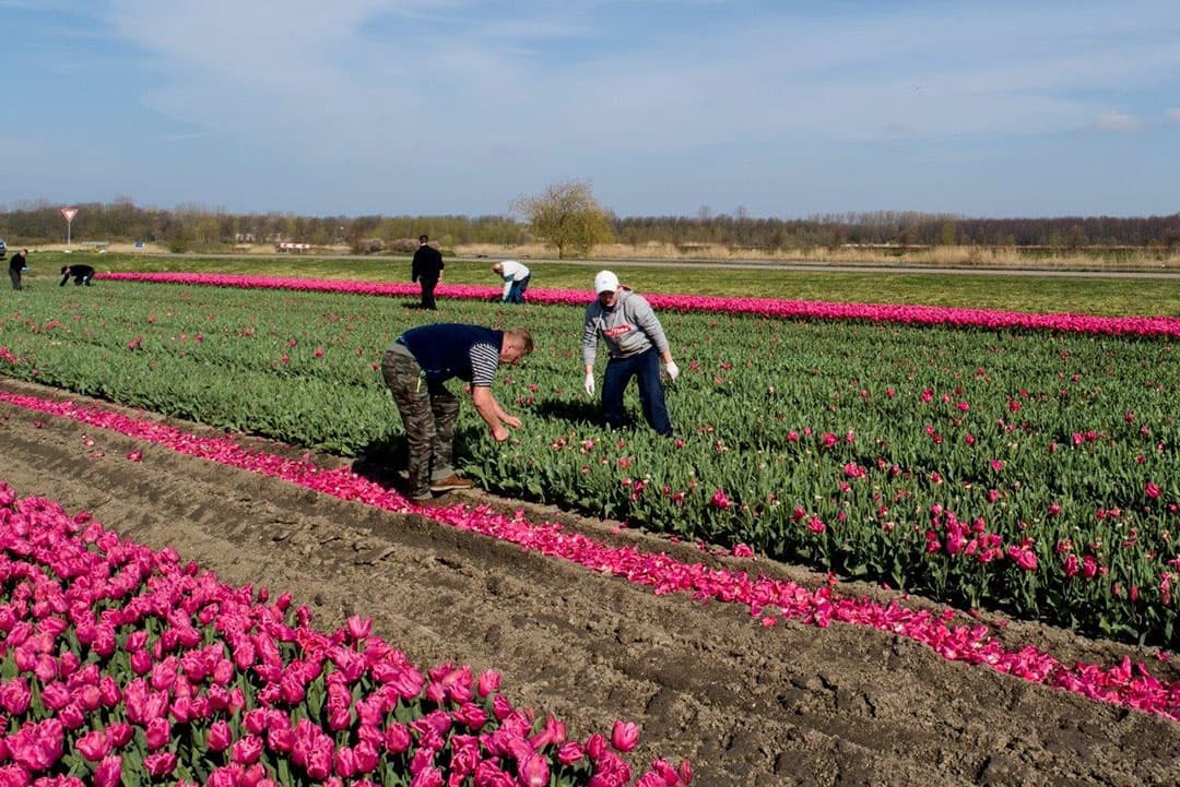 Met deze handeling wordt tevens grond van het vastgelegde plastic gehaald met een schijf. De trekker zorgt er voor dat de baan plastic meegesleept kan worden naar het begin van het pad voor of achter het perceel.