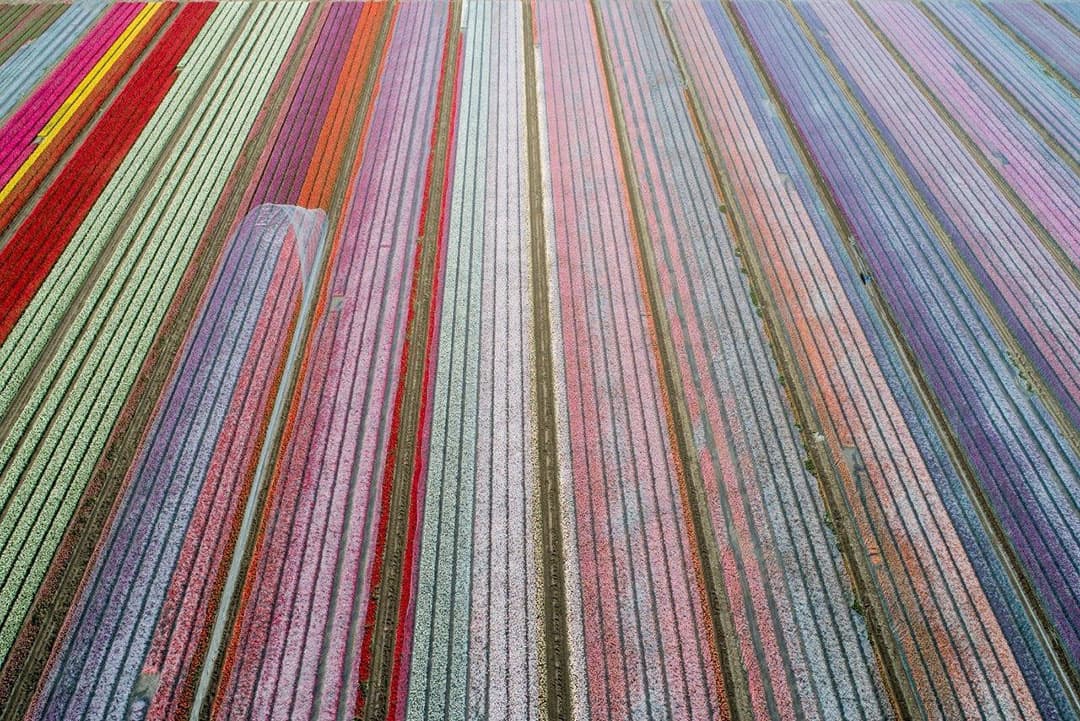 Nu wordt het 'schone' plastic met 2 banen tegelijk van de tulpen bedden getrokken en weer met het kleine trekkertje naar een beginpunt van de paden getrokken.