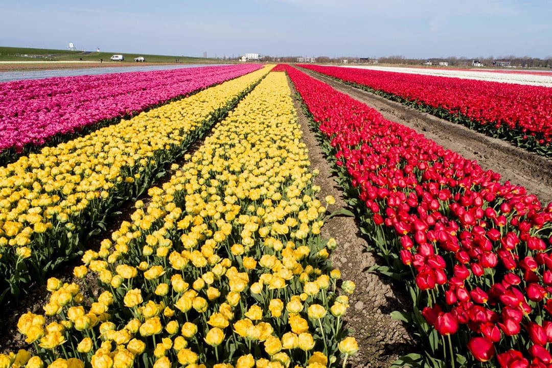 Hollandse tulpen met vele mooie kleuren, maar zoals gezegd maar voor korte duur. Deze manier van bollen telen zorgt ervoor dat er eerder met broeien kan worden begonnen door de kortere groei periode. En daar gaat het de telers om.