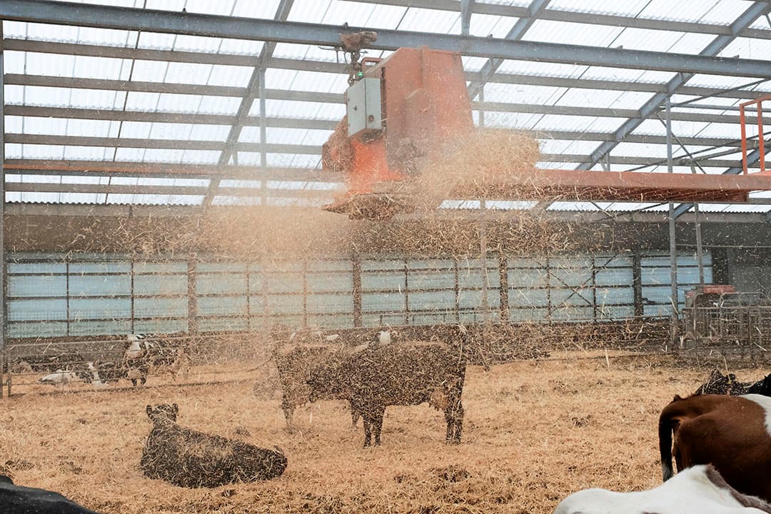 De koeien lagen eerst op een zandlaag met daarbovenop 60 centimeter stro. De potstal werd dan 3 keer per jaar uitgemest. Dat werkte niet. Het was meer dan een dag werk en er was veel onrust onder de koeien. Bovendien kwam er te veel zand mee tijdens het uitmesten.