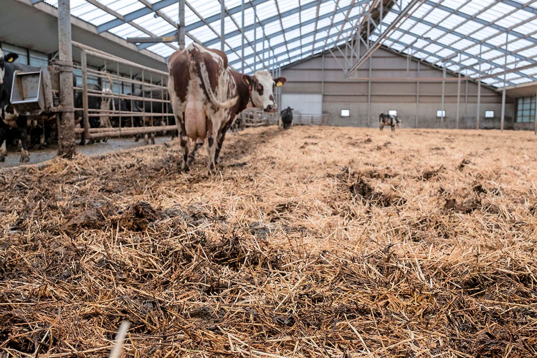 Doordat de stal niet volledig bezet is, hebben de koeien 18 m² ruimte per dier; 2 keer zoveel als de bio-norm. Ruimte, licht en rust werpen ook hun vruchten af. De melkproductie ligt hoog, de vruchtbaarheid is goed, er is een hoge klauwgezondheid en er zijn weinig ziektes.