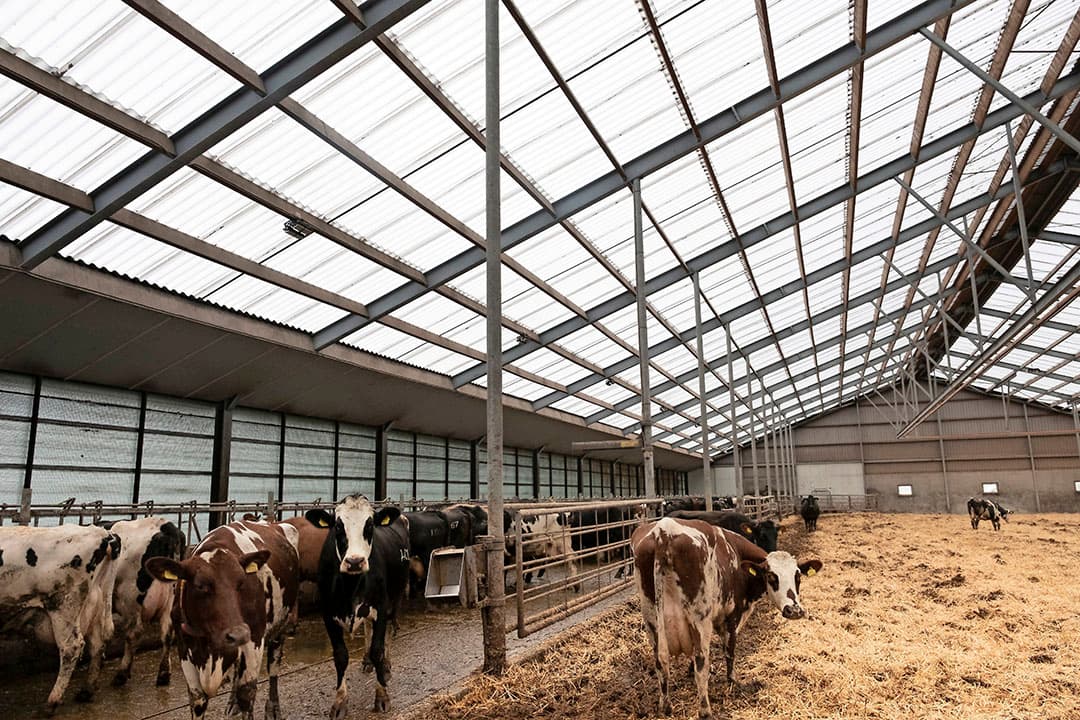 De automatische stroverdeler maakt zijn ronde door de stal. De machine bevalt Slager zeer goed. In het begin ging de stroverdeler 1 keer per dag rond, nu is dat 2 keer met iets minder product. De machines draait zo beter en probleemloos.