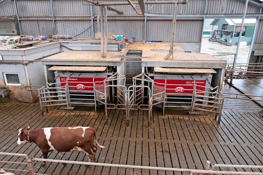 Slager verwacht dat de jaarproductie door de overstap naar bio van 9.300 naar 8.000 kilo daalt. Hij weet nog niet of hij op 24 april direct na het land ook met zijn koeien omschakelt. Afnemer FrieslandCampina geeft tot 1 januari 2020 geen afnamezekerheid voor de bio-melk. Slager zit wel in de kopgroep van de coöperatie, maar hij weet nog niet wanneer hij definitief mag leveren. Misschien dat hij dus 2 of 3 maanden wacht.