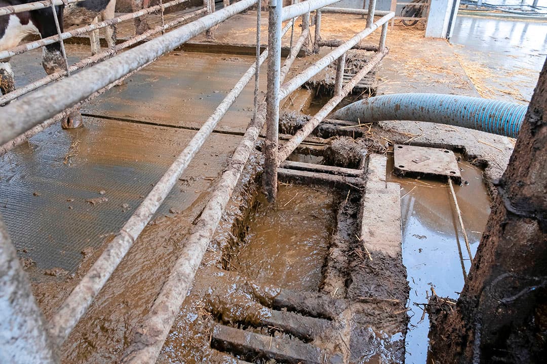 Na 22 april mogen ook de koeien in omschakeling. Dat wordt een dure periode omdat de melkprijs dan nog gangbaar blijft. Op de achterkant van een bierviltje heeft Slager al uitgerekend dat deze periode hem grofweg ¬ 150 extra per dag kost. Dat komt vooral door de dure bio-brok en de lagere melkproductie.