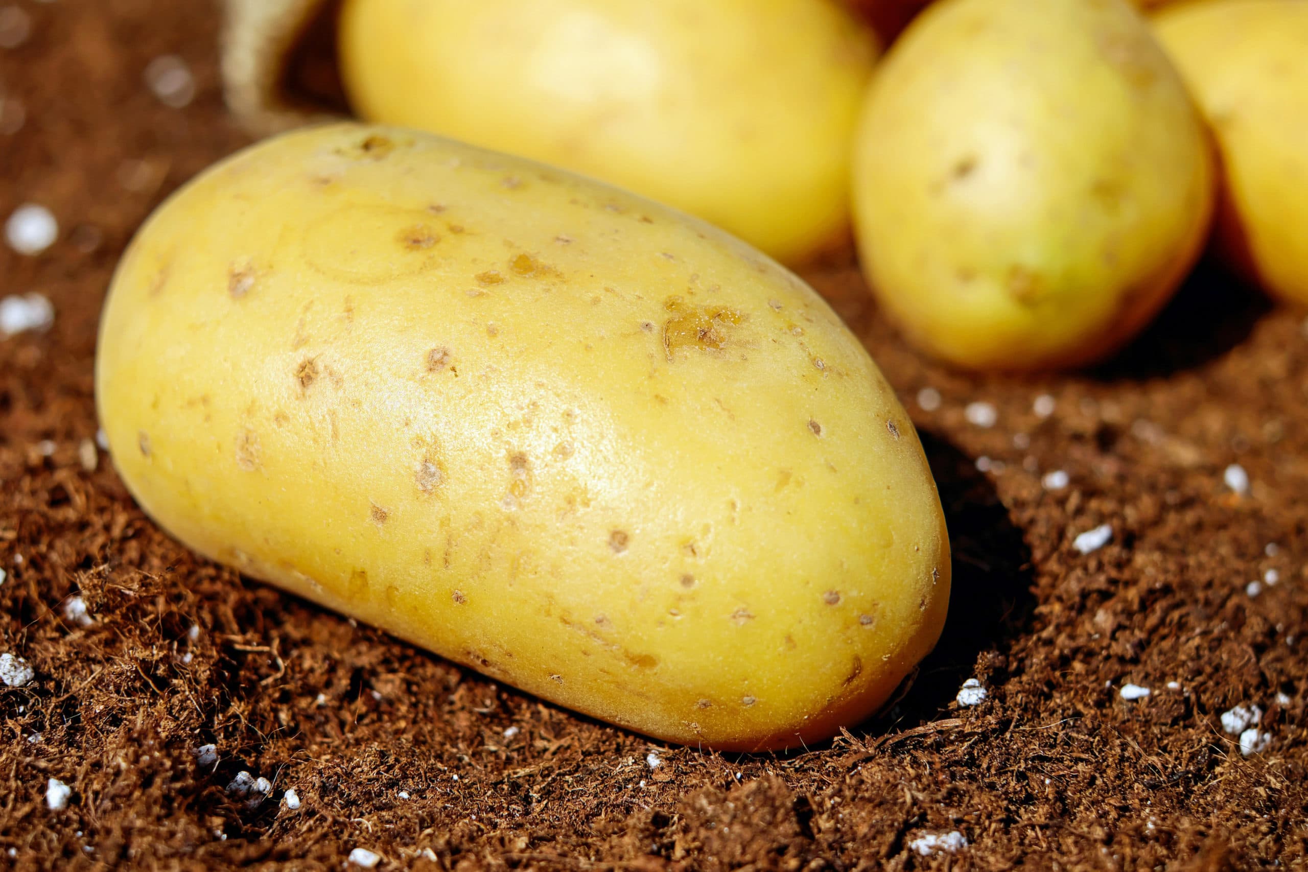 Recordgroei Belgische aardappelverwerking in 2018