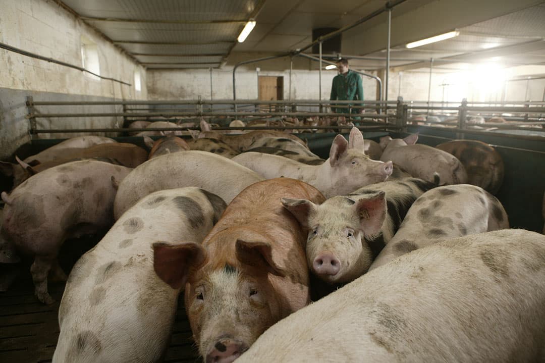 Foto: Mark Pasveer
