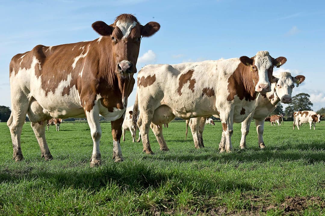 Foto: Koos Groenewold