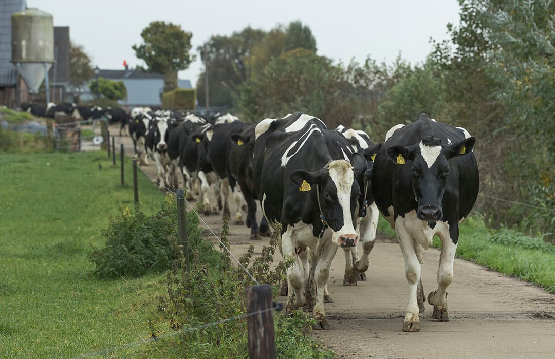 Verpachters zien een overeenkomst met het melkquotum, dat bij verkoop voor 50% aan de verpachter en 50% aan de pachter toekwam.