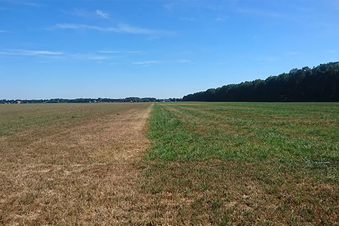 Droog of nat? Altijd gras ondanks extreme omstandigheden!