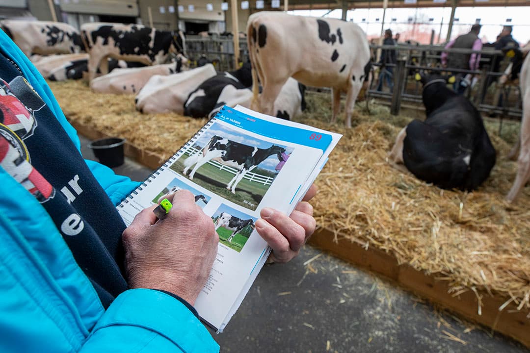 Adolf Langhout is eigenaar van fokveebedrijf ALH Genetics in Damwoude (Fr.). Samen met zijn medewerkers en enkele tientallen vrijwilligers organiseerde hij zaterdag 23 maart een grote fokveeveiling. 166 dieren en 11 embryopakketten gingen onder de hamer.  - Foto's: Anne van der Woude.