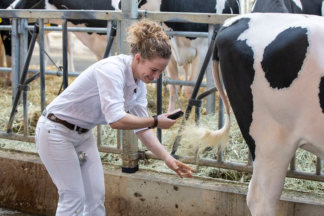 De bezoekers komen uit binnen- en buitenland. ALH Genetics verkoopt het gros van haar dieren aan kopers in het buitenland. Langhout vindt dat jammer. "Wij zitten hier in dé melkveeprovincie van Nederland. Maar veel melkveehouders halen hun vaarzen blijkbaar liever uit Duitsland. Terwijl ze bij ons drachtige vaarzen van hoogwaardige kwaliteit kunnen kopen en veel minder kwijt zijn aan transportkosten."