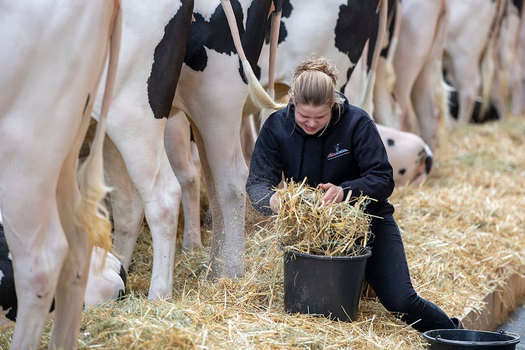 Met het veilingprogramma en de lotnummers in de hand lopen de bezoekers door de stal. Mensen zijn zeker niet verplicht om mee te bieden of te kopen, verduidelijkt Langhout. "Zo'n veilingdag is voor veel mensen gewoon een gezellig dagje uit. Even bijkletsen over de fokkerij en bijpraten met oude bekenden."