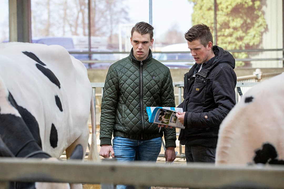 Dit is lotnummer 160, een drachtige vaars die over een paar maanden afkalft. DD Camomile is een dochter van stier Archrival en de moeder is Butlerview Doorman Class. Het dier wordt later die dag voor ¬ 5.100 geveild. Koper is Theo van Vliet in Nieuwlande (Dr.), eigenaar van Giessen Holsteins.