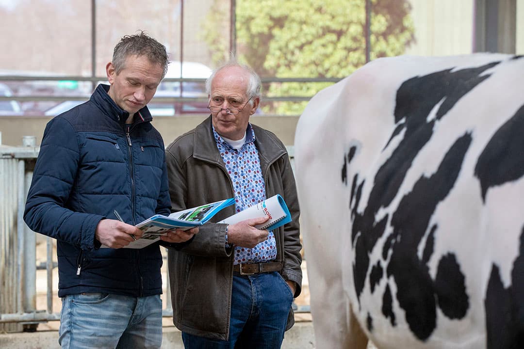 ALH Genetics behaalt 90 % van haar omzet in het buitenland. Op de veiling in Damwoude wordt 65 % van het aantal dieren en embryopakketten door buitenlanders gekocht.