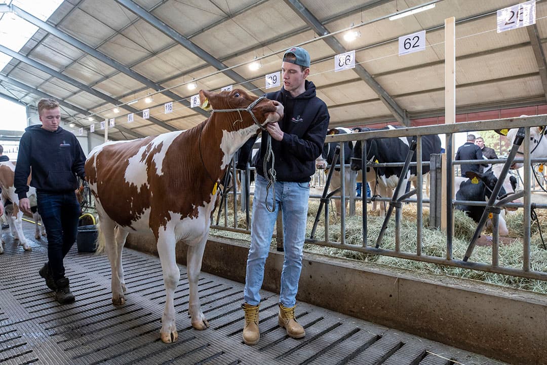 Een Pools fokkerbedrijf koopt even later A-L-H Solero, hét topstuk van de veiling (Delta stiervader). Dit dier kost ¬ 35.000. "Het is een vreemd gevoel dat deze vaars naar Polen gaat. Een paar jaar geleden had ik nog niet kunnen bedenken dat dergelijke kwaliteitsdieren daar naartoe zouden gaan", zegt Langhout, die samen met alle medewerkers én de kopers op de foto gaat met het topstuk van de veiling. - Foto: MDD Fotografie.