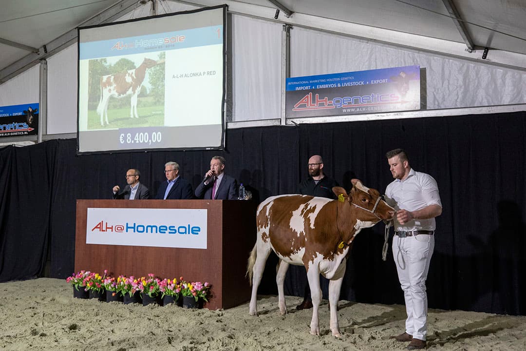 Onder toeziend oog van honderden nieuwsgierige bezoekers gaat A-L-H Alonka P Red als lotnummer 1 onder de hamer. Uiteindelijk wordt het dier geveild voor ¬ 10.000.