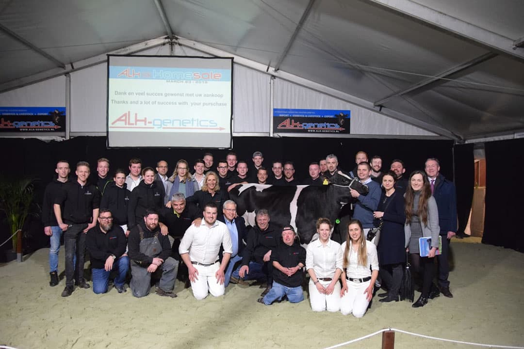 Dit is een van de veilingtoppers: A-L-H Alonka P Red. Ze is een drachtige vaars, met Diamondback als stiervader. Hier is te zien hoe ze naar de ring wordt gebracht. De verwachtingen bij Langhout en zijn collega's zijn hooggespannen. Vooraf wordt deze drachtige vaars als een van de topstukken betiteld.