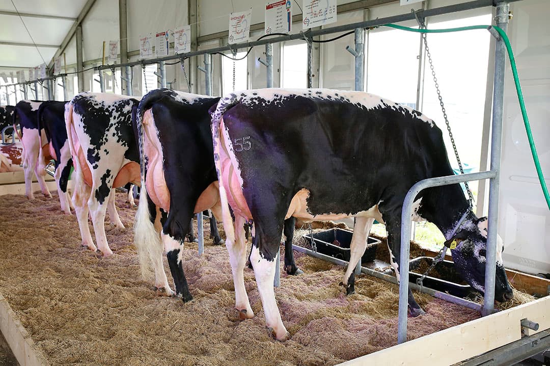 Foto: Hans Prinsen