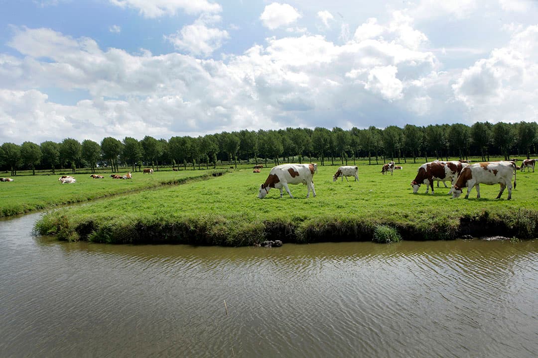 Foto: Henk Riswick