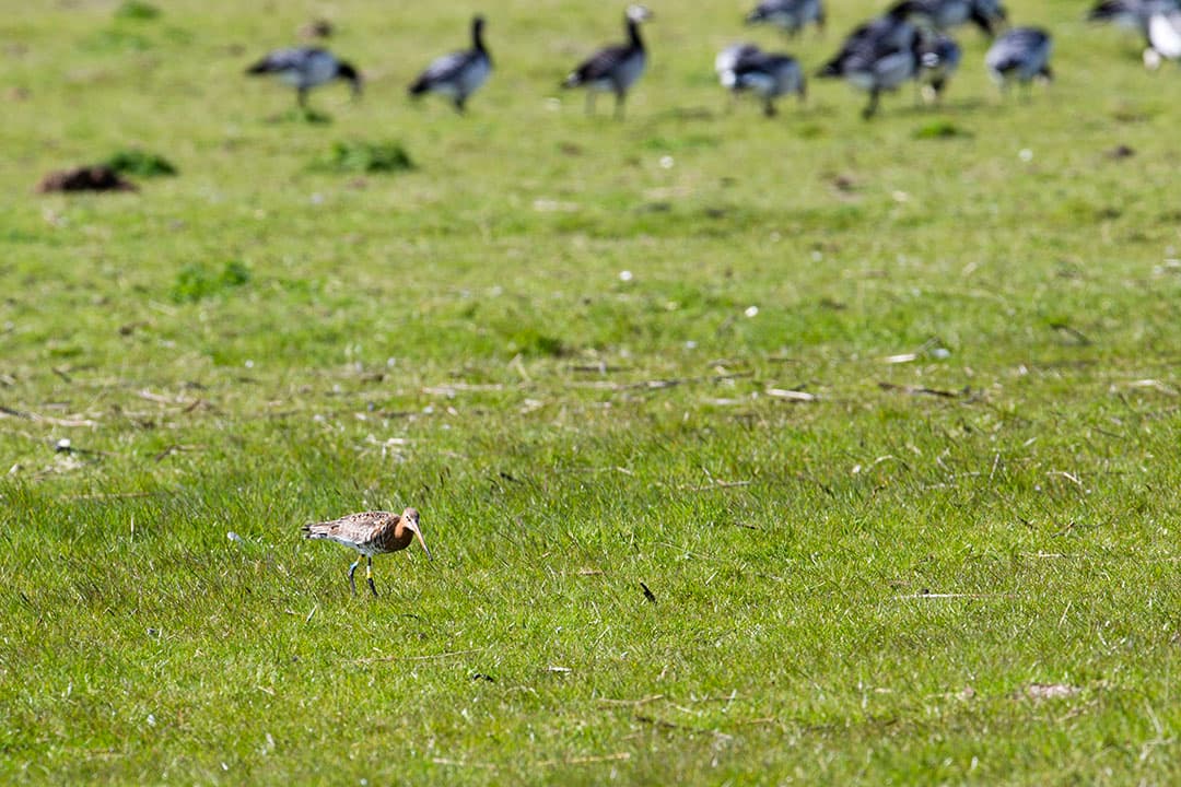 Foto: Anne van der Woude