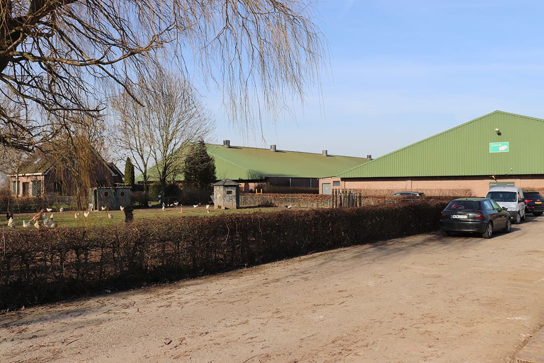 Een groot zeugenbedrijf in het extensieve deel van Noord-Brabant exploiteren biedt voordelen. De omvang maakt het voor een beperkte groep kopers interessant. - Foto: René Stevens