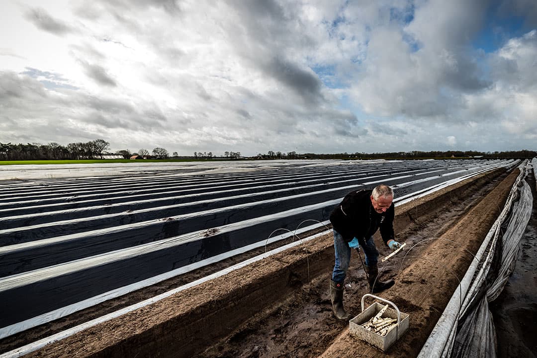 Voor het derde jaar op rij heeft Jan Berkers in Liessel de primeur: de eerste verse asperges. De grond is nog wat koud, maar Berkers gaat ervoor. - Foto: ANP