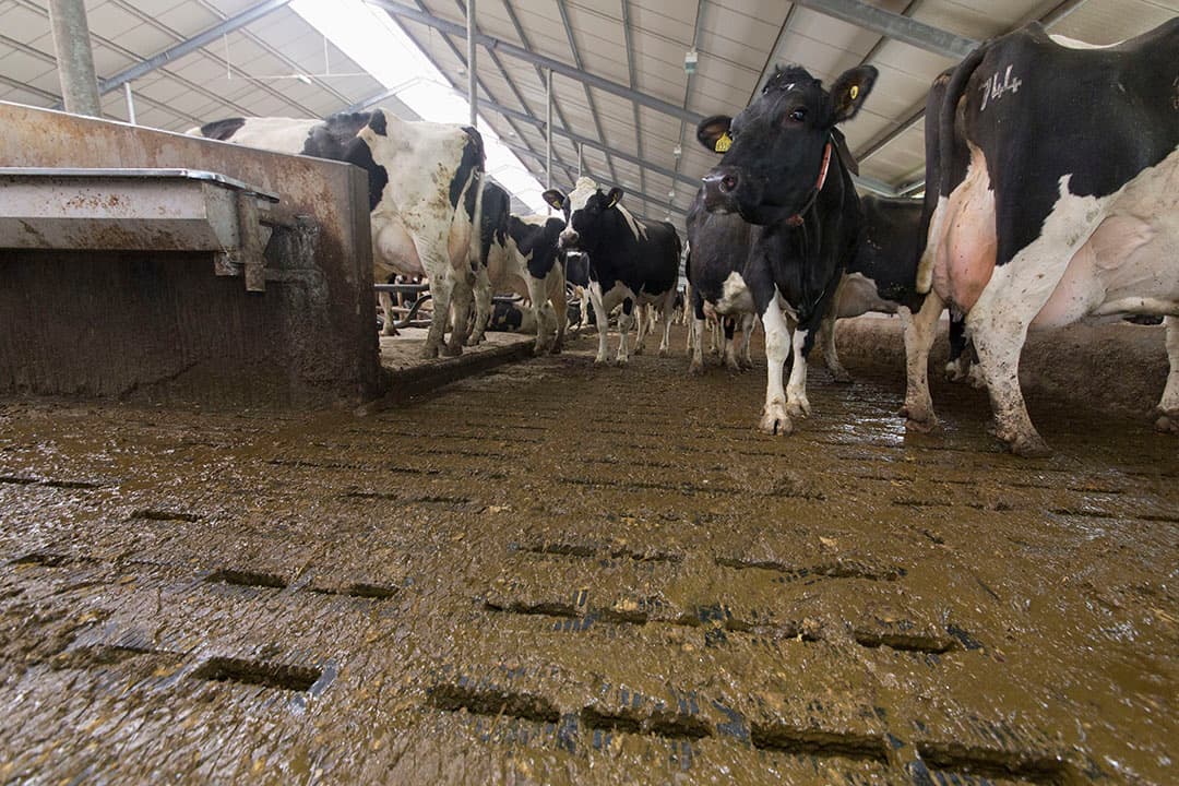 Foto: Koos Groenewold