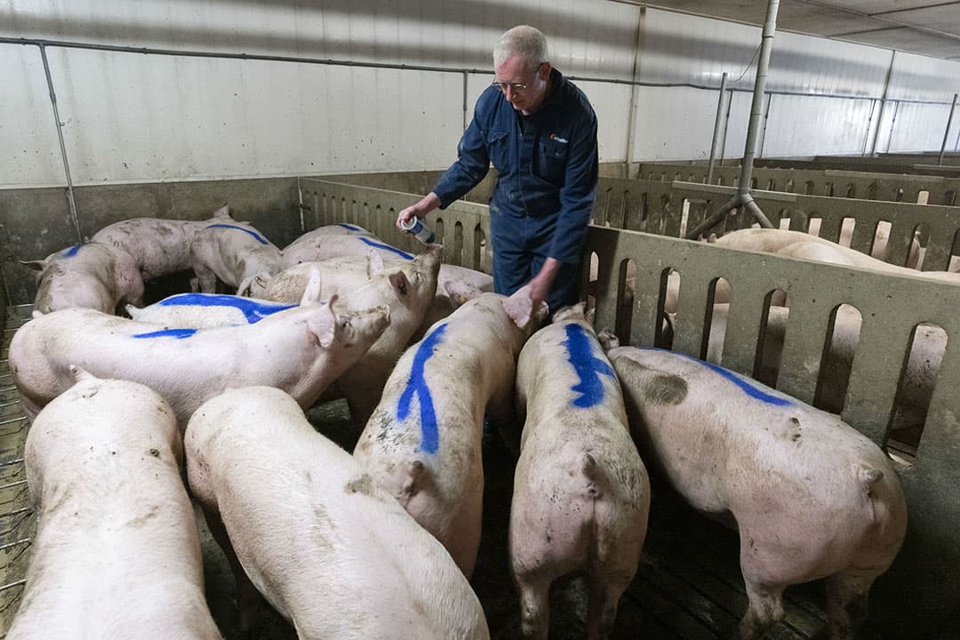 Het zwaar mesten van koppels met gelten en borgen is in trek. Slachterijen stimuleren dit door een toeslag te betalen voor dieren met meer spek. - Foto: Ruud Ploeg