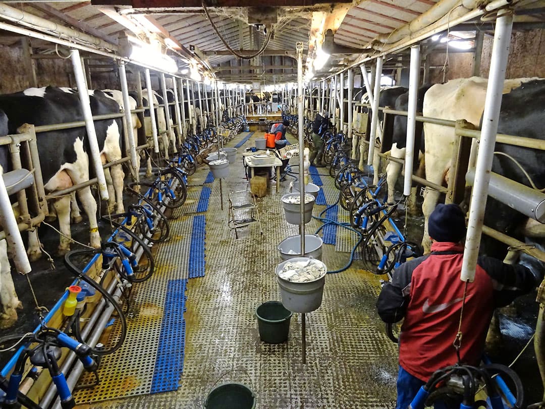 1 cent meer betalen dan Arla voor eigen melk