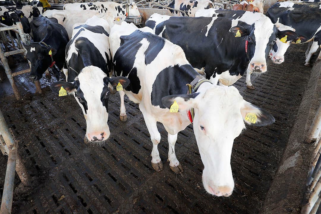 Foto: Bert Jansen