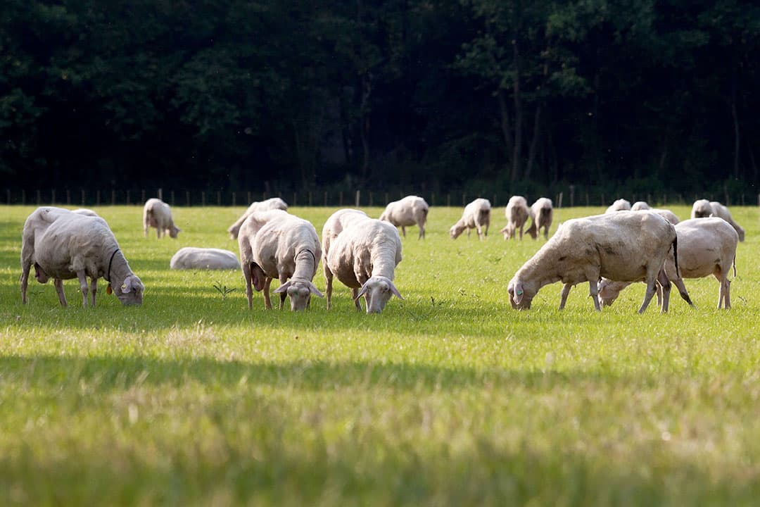 Foto: Joris Telders