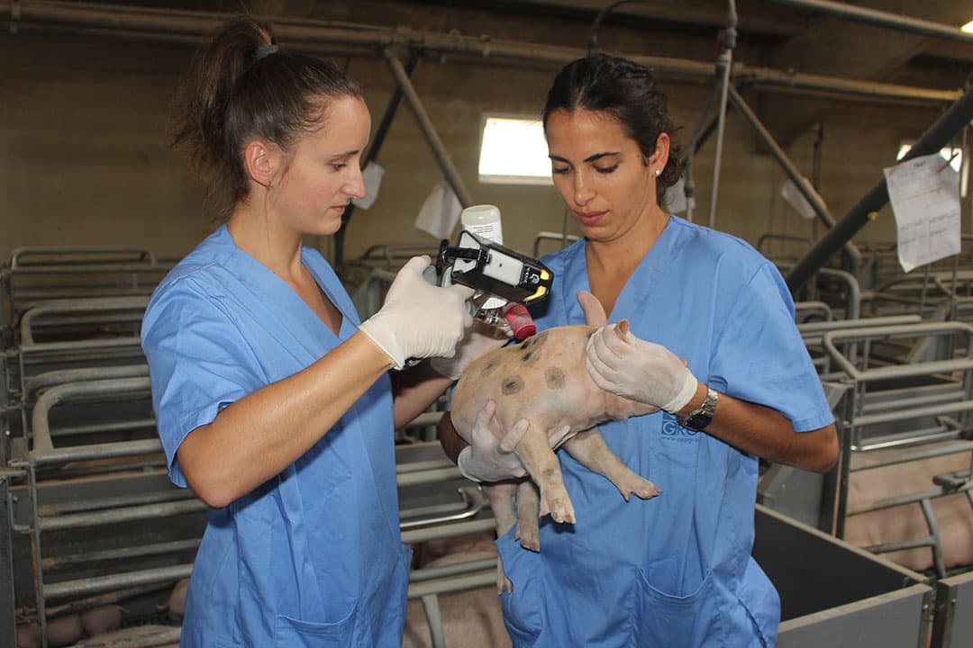 Laia Calderó Puig (links) en Cristina Sanmartín Ruíz vaccineren een big tegen PCV2. Let op het gele lichtje bovenaan de spuit. - Foto: Vincent ter Beek