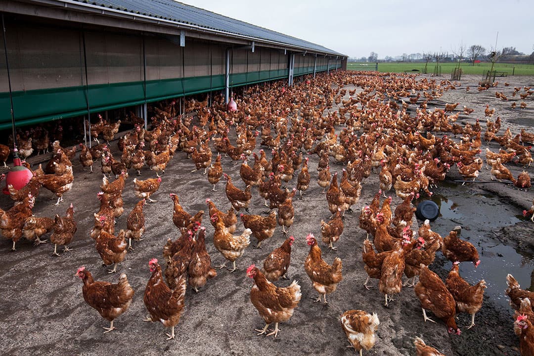 Foto: Herbert Wiggerman