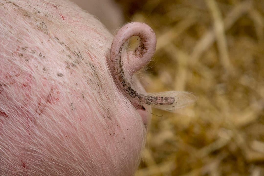 Foto: Koos Groenewold