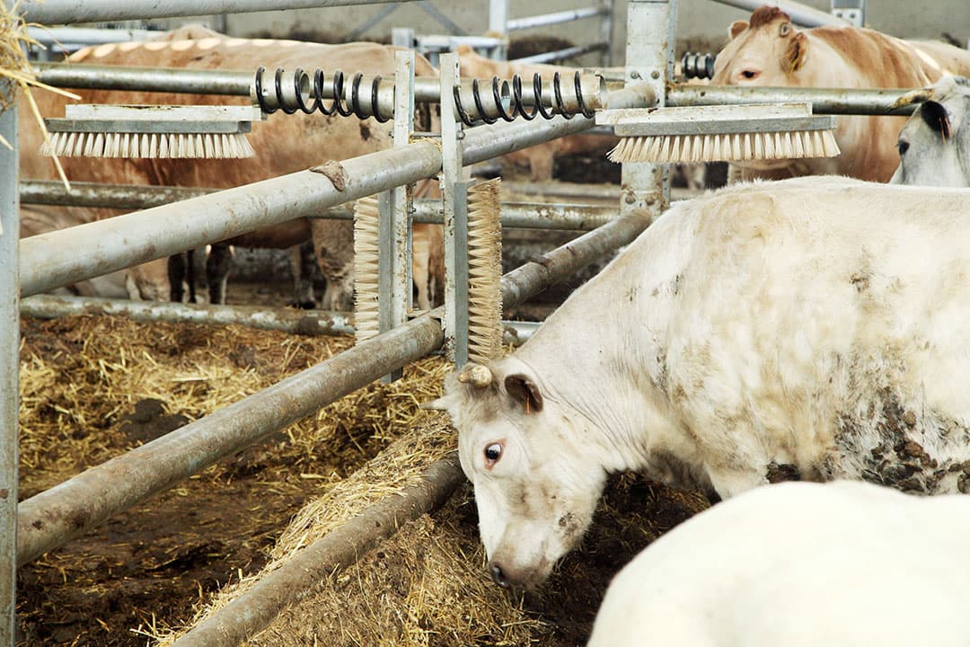 Veehouders in Nederland investeren in onder meer duurzame stallen en dierenwelzijn. - Foto: Herbert Wiggerman