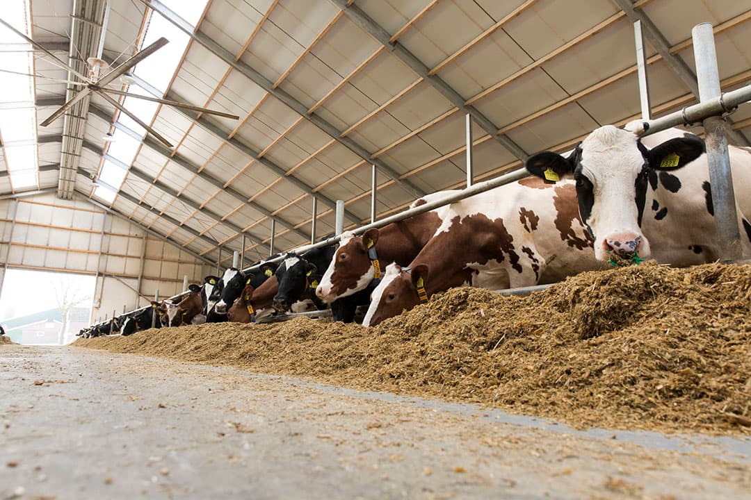 Foto: Koos Groenewold