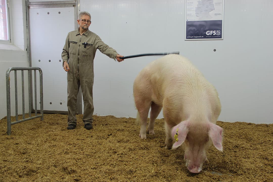Een Zwitserse Landras-beer voor boeren die eigen aanfok doen. - Foto: Kees van Dooren