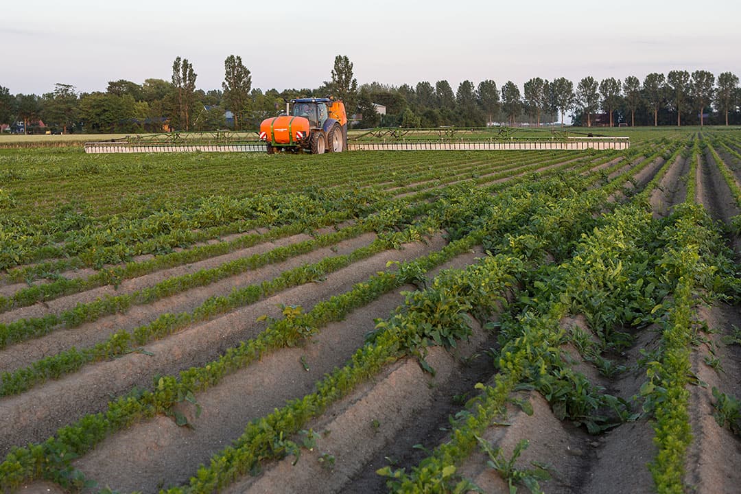 Foto: Peter Roek