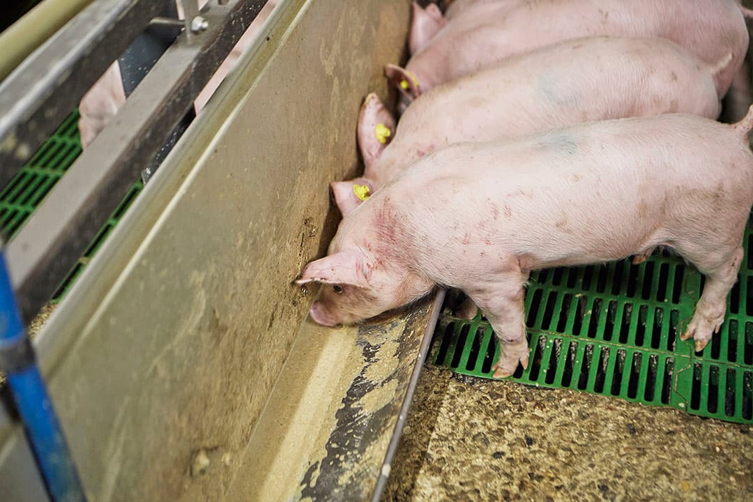 Foto: Van Assendelft Fotografie