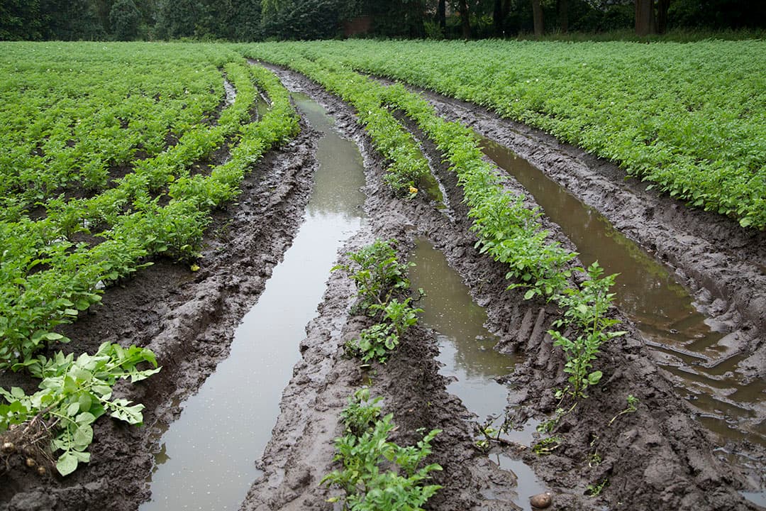 Foto: Jan Willem Schouten