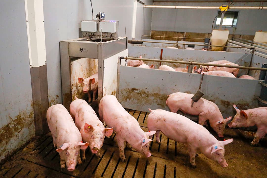 Weegbox waar de varkens zelf in kunnen. De varkens blijken een dag- en nachtritme te hebben. In de middag zijn ze actiever dan  s ochtends. - Foto: Bert Jansen