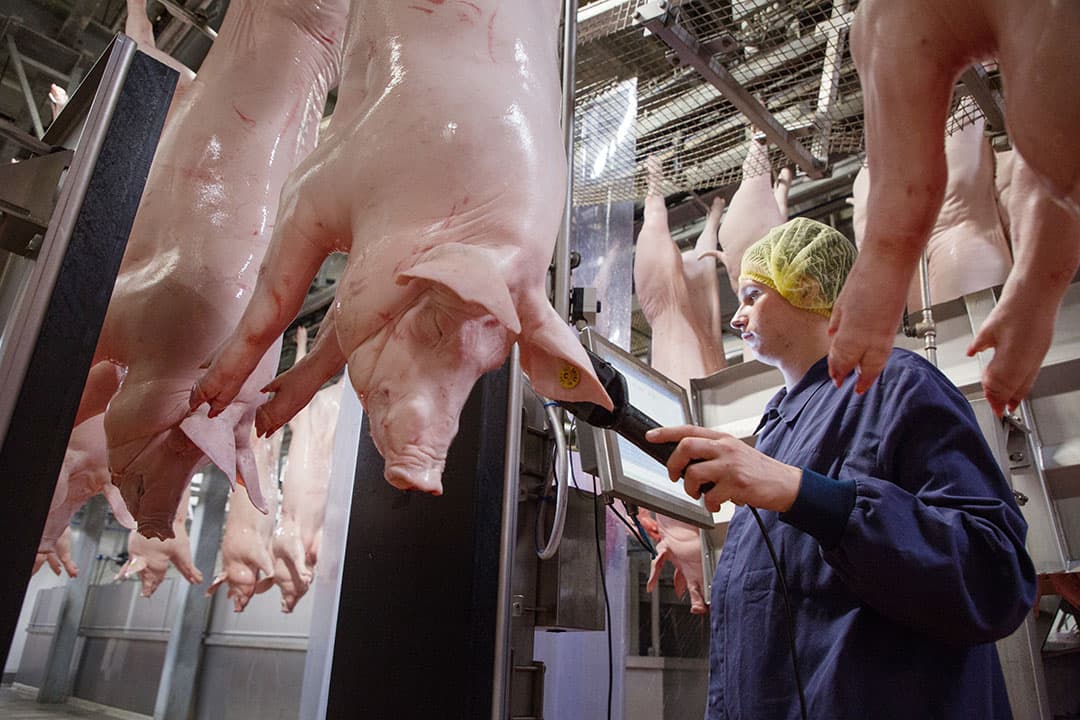 Een slachtblikvrij varkens wordt geïdentificeerd in de slachterij aan de  hand van het digitale oormerk