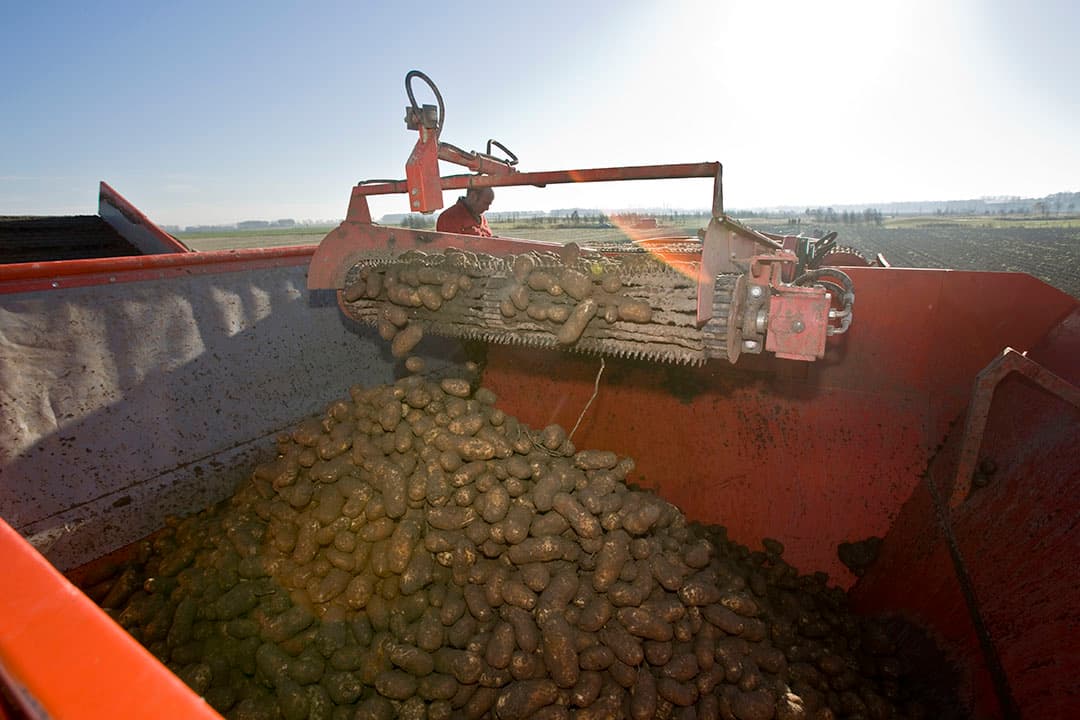 De oogst van aardappelen. De laatste loodjes zijn zorgelijk.