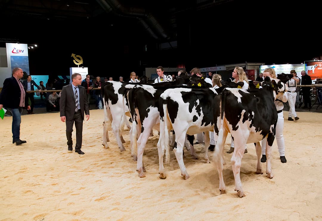 Sinds 2015 (foto) hebben de Young Breeders een eigen dag om hun kwaliteiten te tonen. - Foto: Ruud Ploeg