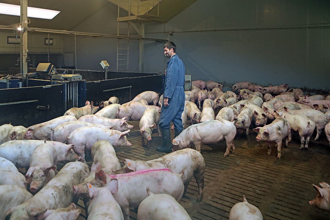Het controleren van de varkens heeft Bart Vanackere goed in vingers. Vergeleken met de traditionele aanpak verwacht hij iets meer arbeid. - Foto: Atelier 68