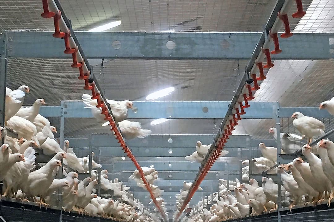 Leghennen opgefokt in een stal met daglichttoetreding zijn rustiger dan in een stal met alleen kunstlicht. Voor de opfokker is het prettiger werken in zo n stal.
