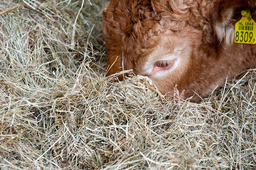 Rund op biologisch vleesveebedrijf. Er is ook nog wat anders dan de op maximale productie gerichte landbouw, vindt filosoof en columnist Rinus Vermuë: de progressievere boeren. De boerenacties en alle stikstofophef geven volgens Vermuë een eenzijdig beeld. - Foto: Fotostudio Wick Natzijl